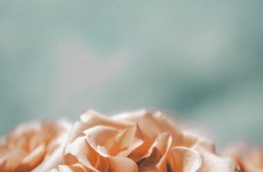 Inspiração para a Semana – Encontrando Amor e Sabedoria | Arcanjo Gabriel | Canalizado por Shanta Gabriel