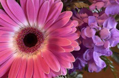 Você pode sentir seus sonhos? Nesse caso, eles estão florescendo | Os Anjos | Canalizada por Ann Albers