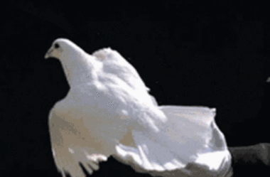 A paz | Os Anjos | Canalizado por Ann Albers