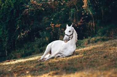 Cavalo Branco e Sol Amarelo | Cartas do céu